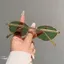 Phong Cách Nổi Tiếng Mắt Mèo Kính Mát Nữ Thiên Niên Kỷ Hot Girl Đường Phố Kính Mát Chụp Kính Mát Thời Trang Retro Kim Loại Nam 26.3.22