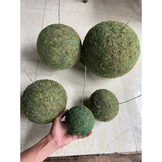 ... quả cầu Kekodama đặc, rêu xanh có thể tái sinh khi đủ ẩm và nắng .