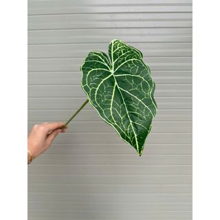 combo 2 Cành lá môn đơn – Thương hiệu Hoa Lan Phúc Thịnh