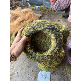 ... Cầu rêu kokedama size 15cm .
