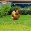Hen Garden Cọc Trang Trí Sân Ký Động Vật Trang Trí Gà Đất Chèn Sân Nghệ Thuật Cho Trang Trại Sân Sân Ngoài Trời Đường Đi