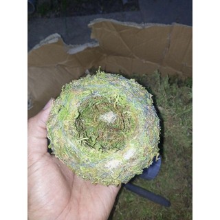.. Quả cầu rêu Kokedama(ảnh thật tự chụp) làm chậu trồng cây, chậu bay, chậu treo .