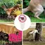 JCSYFAC "No Dog Poop" Dấu hiệu nhựa Không có lỗ chân lông Cảnh báo sân Vườn Cổ phần Cảnh báo chống nước ngoài trời cho chủ sở hữu thú cưng Ngăn ngừa ô nhiễm Mới