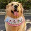 2026 Yếm Mùa Xuân Mùa Hè Yếm Phong Cách Mới Chó Golden Retriever Samoyed Husky Border Shepherd Yếm Trang Sức Dễ Thương