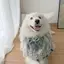 Samoyed Vừa Lớn Chó Nước Bọt Khăn Khăn Cho Chó Nước Bọt Túi Yếm Yếm Trang Sức Thú Cưng Yếm Dễ Thương