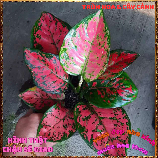 Chậu Cây VẠN LỘC HỒNG ĐỐM trồng trong nhà lọc không khí mang may mắn️📩Hoa Mười Giờ Bonsai & Phụ Kiện