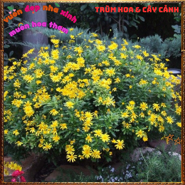Chậu Hoa CÚC THÂN GỖ vàng rực rỡ nở quanh năm chịu nhiệt dễ trồng ️️🍔TRÙM HOA VÀ CÂY CẢNH