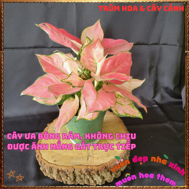 Chậu Cây VẠN LỘC HỒNG trồng trong nhà lọc không khí mang đến may mắn️📩Hoa Mười Giờ Bonsai & Phụ Kiện