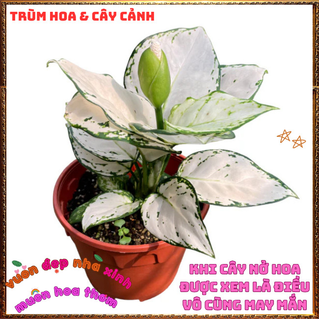 Chậu Cây VẠN LỘC TRẮNG trồng trong nhà lọc không khí mang đến may mắn️📩Hoa Mười Giờ Bonsai & Phụ Kiện