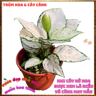 Chậu Cây VẠN LỘC TRẮNG trồng trong nhà lọc không khí mang đến may mắn️📜Hoa Giống Mới Siêu Đẹp, Dễ Trồng