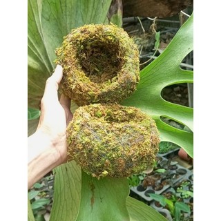 ... Quả cầu rêu Kokedama(ảnh thật tự chụp) làm chậu trồng cây, chậu bay, chậu treo .