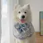 Samoyed Vừa Lớn Chó Nước Bọt Khăn Khăn Cho Chó Nước Bọt Túi Yếm Yếm Trang Sức Thú Cưng Yếm Dễ Thương