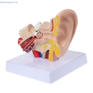 Charmantcc1 1 5 Lần Kích Thước Cuộc Sống Mô Hình Giải Phẫu Tai Người Tổ Chức Vật Dụng Giảng Dạy Chuyên Nghiệp