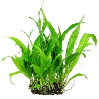 Dương xỉ Java - Cây thủy sinh Microsorum pteropus 10-25cm màu xanh lá đậm dễ trồng và chăm sóc phù hợp trồng trong  nước