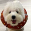 Donut Chống Thấm Nước Elizabeth Cổ Mèo Cổ Mềm Khử Trùng Thú Cưng Chống Dính Cắn Cổ Áo Xấu Hổ Có Thể Điều Chỉnh
