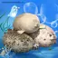 MỚI Tức Giận Blob Seal Gối Mũm mĩm 3D Mới Lạ Biển Sư Tử Búp Bê Sang Trọng Đồ Chơi Nhồi Bông Cho Bé Ngủ Ném Gối Quà Tặng Cho Trẻ Em Bé Gái SKY