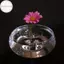 Hodou Hydroponic Nổi Hoa Giá Đỡ Hoa Nổi Thân Cây Trong Suốt Thân Màn Hình Sắp Xếp Dụng Cụ Tổ Chức VN