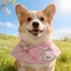 Hoạt Hình Mùa Xuân Nước Bọt Khăn Corgi Border Shepherd Yếm Khăn Mới Dễ Thương Tròn Nhỏ Vừa Chó Lớn