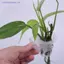 1 / 2 Cái Treo Bể Cá Giá Đỡ Cây Có Thể Điều Chỉnh Bể Cá Người Trồng Ly Cho Aquascape Trang Trí MỚI