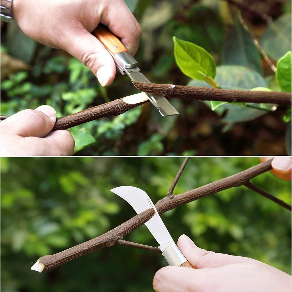 Bộ 5 Món Ghép Cây Chuyên Dụng - Dao Ghép Cong + Kéo Cắt Cành + Keo Liền Sẹo 100g + Băng Ghép Tự Hủy
