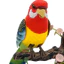 < Pluscloth > Đồ chơi chim điện tử Điều khiển bằng giọng nói Lễ hội tương tác Quà tặng mô phỏng Đồ chơi vẹt chim cho trẻ em