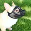 Mặt nạ chó Pug chống cắn ngắn chống rách muzzle Bichon Ăn thú cưng Chó muzzle Pháp Mặt nạ chiến đấu Puppy chuyên dụng26060513