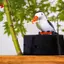 Hộp đựng thuốc đánh răng chim ruồi dễ thương Hộp đánh răng chim tự động VN