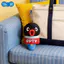 Hầu hết các lời khen ngợi [Chính hãng] pingu Micrô sang trọng Quyến rũ sáng tạo pingu Búp bê sang trọng Quà tặng thú nhận bất ngờ- & & & -
