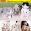 SUNKISSD Mô phỏng Đồ chơi sang trọng cho mèo, Búp bê sang trọng Ragdoll mềm bằng giọng nói, Lông tơ có yếm Hoạt hình dễ thương Mô phỏng mô phỏng mô hình mèo con trẻ em