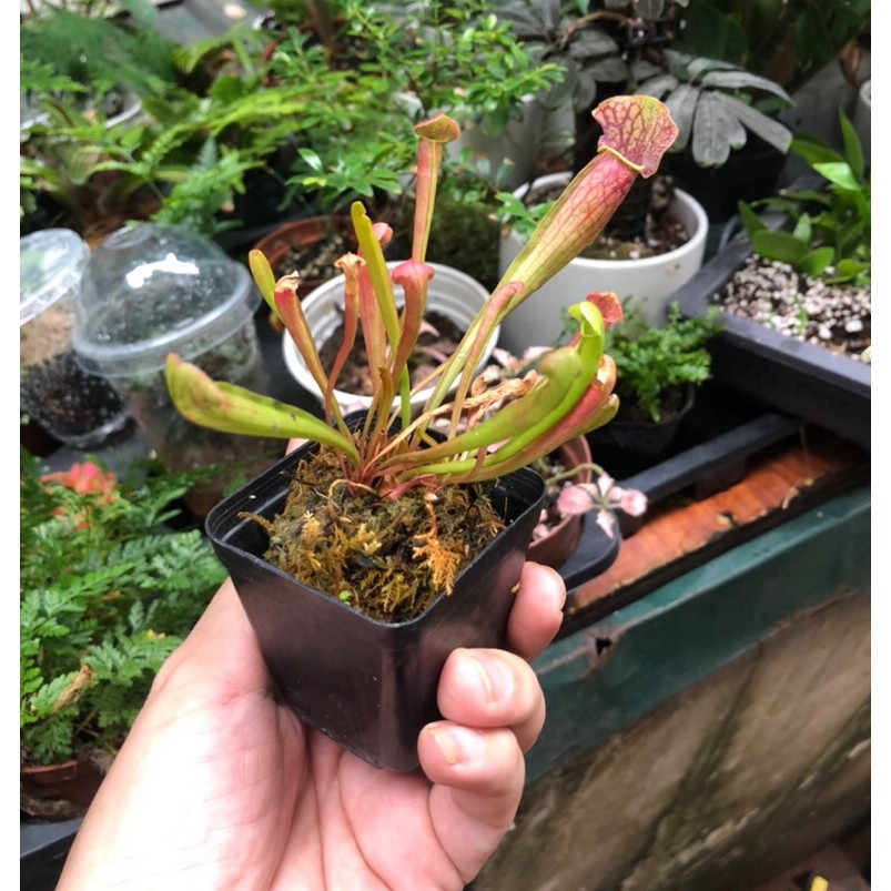 Chậu Hố bẫy Swan ( tên đầy đủ Sarracenia x Swaniana ) ,trang trí sân vườn