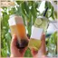 THÊM 500ml Nước ép trái cây cầm tay Chai trà pha lạnh Chai nước giải khát bằng nhựa trong suốt Chai trà sữa dùng một lần BSS