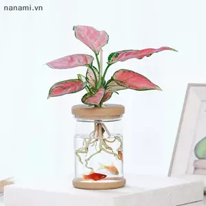 Ấm hoa trong suốt lười biếng Chậu hoa hấp thụ nước tự động thủy canh [VN]