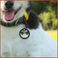 Pet Dog Circle Black Cover 15 chiếc erkenai