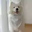 Thú Cưng Nước Bọt Khăn Cho Chó Khăn Trang Sức Tam Giác Khăn Trung Bình Chó Lớn Vàng Retriever Alasamo Có Thể Điều Chỉnh Yếm Miệng