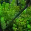 Kìm bể cá bằng thép không gỉ Dụng cụ bể cá Aquascape Kẹp cong thẳng Kẹp kẹp thức ăn thủy sinh 27cm MỚI