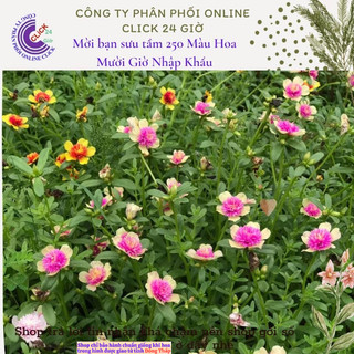 [NỞ CẢ NGÀY] Cành Giống Hoa Sam Kép Màu Hồng Vàng Đẹp Mê Li 📔 TRUNG TÂM CÂY GIỐNG VÀ HOA