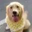 2026 Phong Cách Mới Mùa Hè Mỏng Phong Cách Vừa Chó Lớn Satsuma Golden Retriever Trang Sức Túi Tròn Chó Nước Bọt Khăn Thú Cưng Yếm