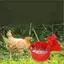 {BUDDI} 10 / 20 Chiếc Cốc Uống Chien Du Tự Động Uống Chien Ăn Gia Cầm Nhựa Trang Trại Cốc Uống Nước Dễ Dàng Lắp Đặt {buddingenergy}