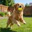 QEARY Dog Chew Ball, Bóng đồ chơi thú cưng hoạt hình có độ đàn hồi cao, Đồ chơi huấn luyện bóng nảy chống cắn bằng cao su dễ thương cho chó lớn nhỏ