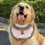 Thú Cưng Tròn Túi Nhỏ Vừa Lớn Chó 2026 Phong Cách Mới Xuân Hè Tròn Túi Hoạt Hình Yếm Vàng Retriever Túi Tròn Nước Bọt Khăn