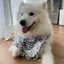 Thú Cưng Mùa Hè Nước Bọt Nhỏ Yếm Nhỏ Vừa Chó Lớn Phong Cách Dễ Thương Chó Nước Bọt Khăn Samo Vàng Retriever Khăn