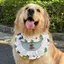 Thú Cưng Tròn Túi Nhỏ Vừa Lớn Chó 2026 Phong Cách Mới Xuân Hè Tròn Túi Hoạt Hình Yếm Vàng Retriever Túi Tròn Nước Bọt Khăn