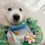 Monet Garden Series Chó Vuông Nước Bọt Khăn Nhỏ Vừa Lớn Chó Lớn Samoyed Khăn Yếm Thú Cưng