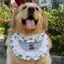 Thú Cưng Tròn Túi Nhỏ Vừa Lớn Chó 2026 Phong Cách Mới Xuân Hè Tròn Túi Hoạt Hình Yếm Vàng Retriever Túi Tròn Nước Bọt Khăn