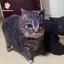 PWSEND Kitten Stereo Origami, Mô hình giấy mèo Oiiiao thủ công DIY, Mèo con tự hỏi vui nhộn Maxwell Cat Large Huh Cat Paper Model Quà tặng cho bạn bè