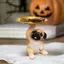 Khay đựng tượng Pug sáng tạo Khay đựng chìa khóa chó dễ thương Kẹo ốc sên Tấm lưu trữ Điêu khắc động vật Đồ trang trí văn phòng Trang trí để bàn [VN]