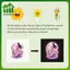 SWEET Glow-in-the-Dark Moonlight Fairy Wolf Toilet Stier Nắp Vệ Sinh Trang Trí Decal Dán Tường Tự Dính Có Thể Tháo Rời Dạ Quang Đề Can n