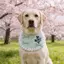 2026 Phong Cách Mới Xuân Hè Nước Bọt Khăn Khăn Yếm Nhỏ Vừa Chó Lớn Husky Samo Golden Retriever Yếm Dễ Thương