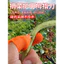 Rau Chọn Dụng Cụ Tiện Dụng Ngón Tay Cots Trái Cây Đa Năng Kẹp Rau Điểm Peeler Hoa Chọn Trái Cây Chọn Yuan Loquat