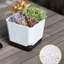 Chậu cây lười tự tưới nước - Chậu trồng thoát nước thoáng khí - Chậu hoa thấm nước tự động - Hộp trồng cây xương rồng mọng nước - Hộp trồng cây cảnh để bàn / Giao hàng miễn phí